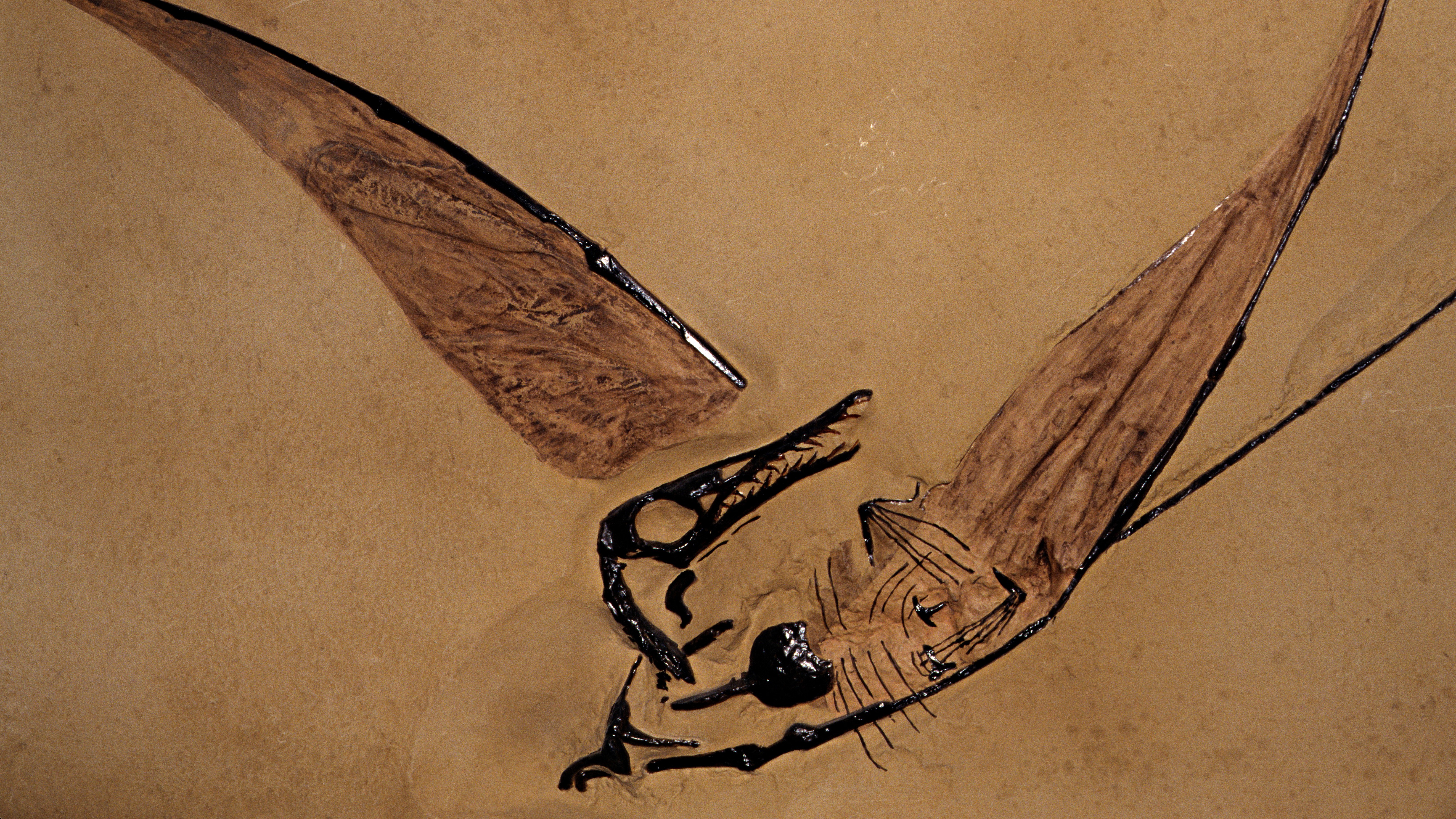 Flying dragon' fossil found preserved inside a rock in the Chilean desert |  Live Science