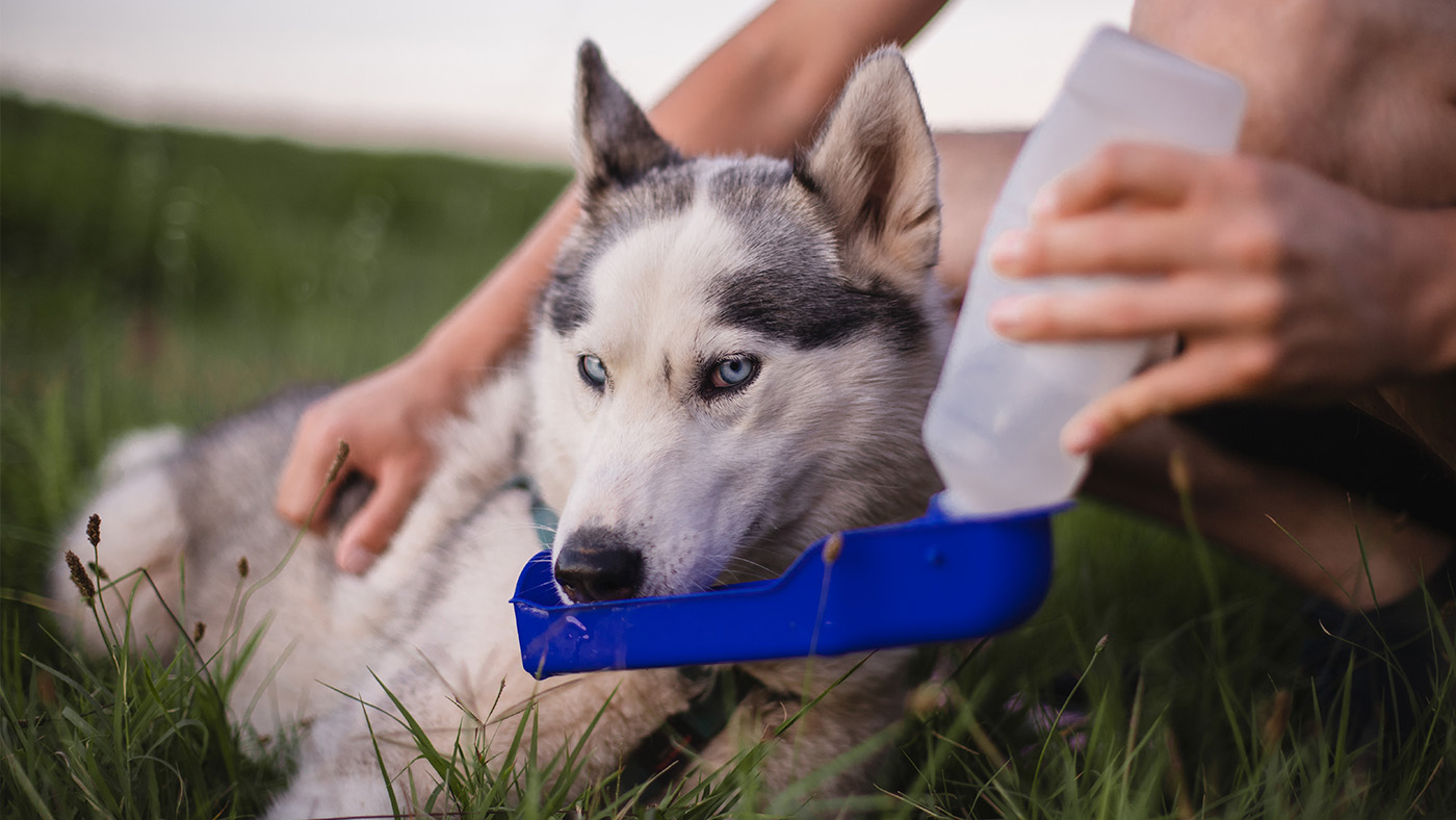 Dehydrated dog drinking water from portable water bottle