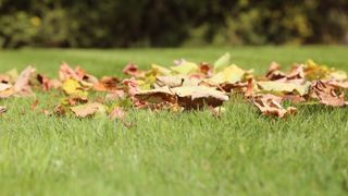 Fall lawn care tips