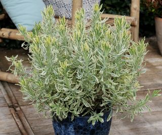 lavender Meerlo flourishing in patio pot