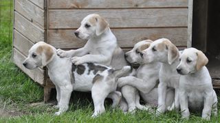 American foxhound puppies