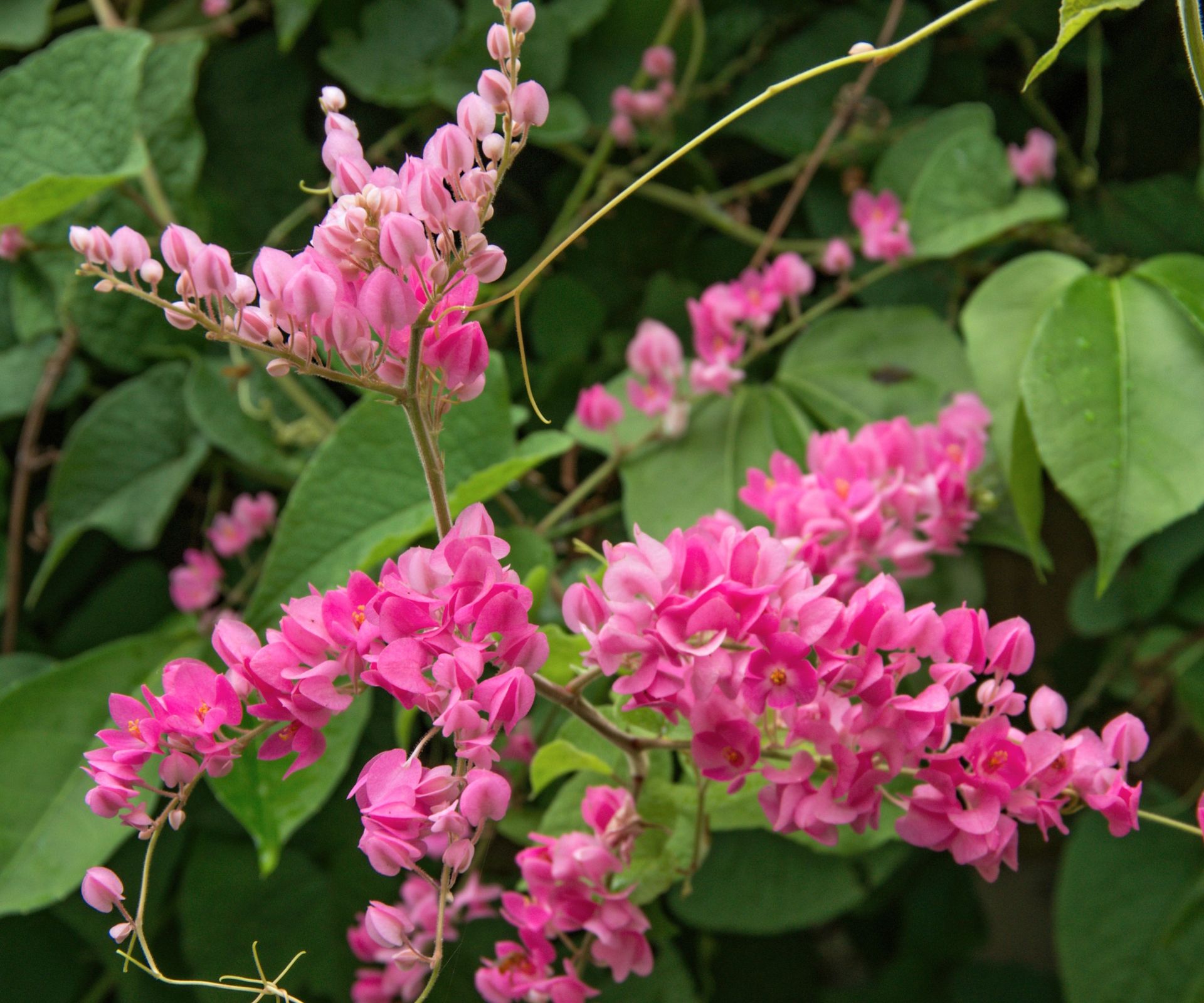 Mexican coral vine, or Antigonon leptopus, with pink blooms in a summer garden