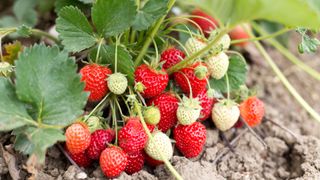 picture of strawberry plant with fruit on it