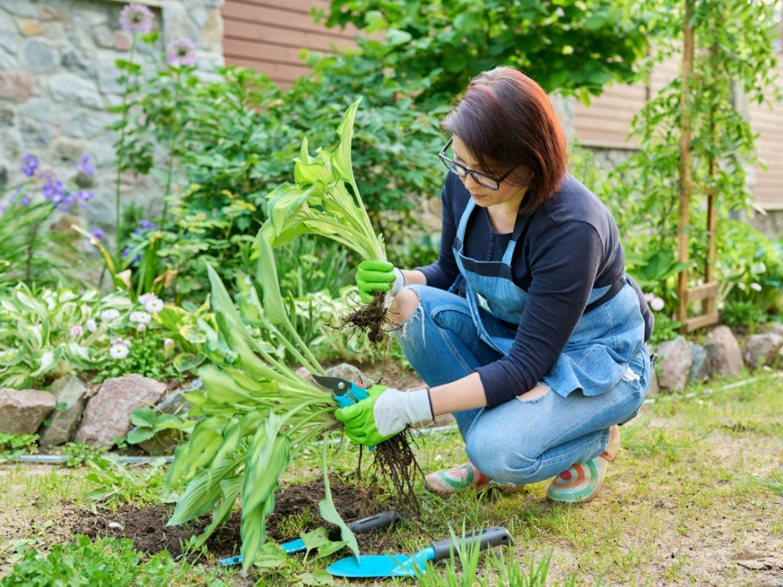 Dividing Hostas, Rudbeckia, And Salvia In Spring | Gardening Know How