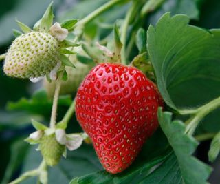 Close up of strawberries growing in a patch