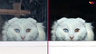 Before and after image of a white cat looking straightforward through glass. The first image is mirky with reflections while the second image is clean and more detailed.