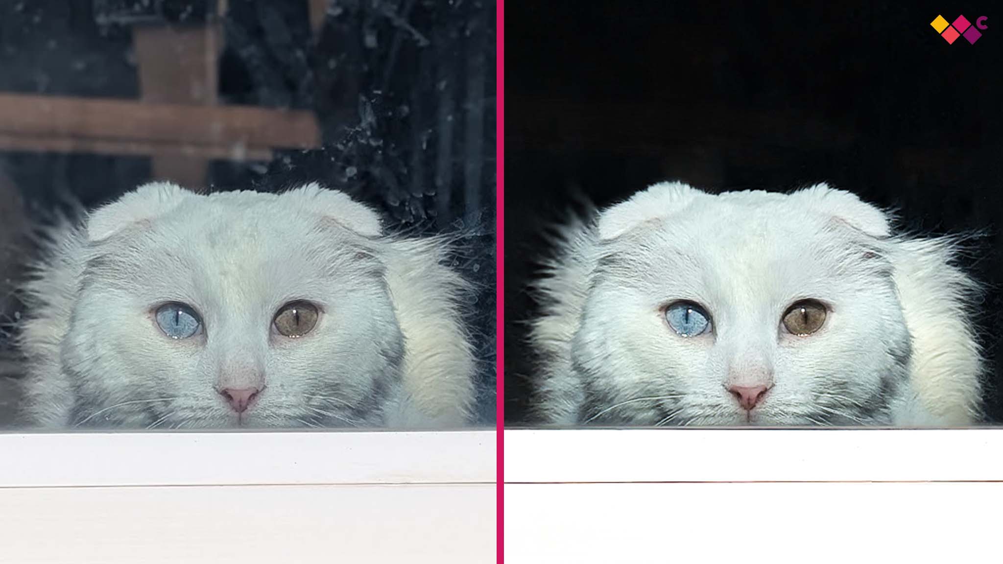 Before and after image of a white cat looking straightforward through glass. The first image is mirky with reflections while the second image is clean and more detailed.