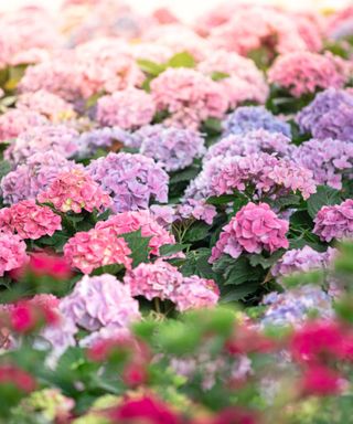 A cluster of purple, pink, and light blue hydrangeas outdoors, with dark pink flowers in front of them