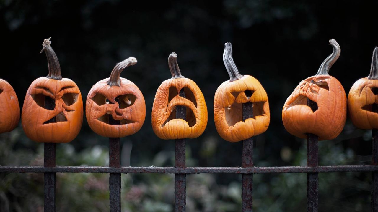 Shriveled jack-o&#039;-lanterns impaled on fence posts 