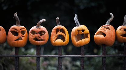 Shriveled jack-o&#039;-lanterns impaled on fence posts 