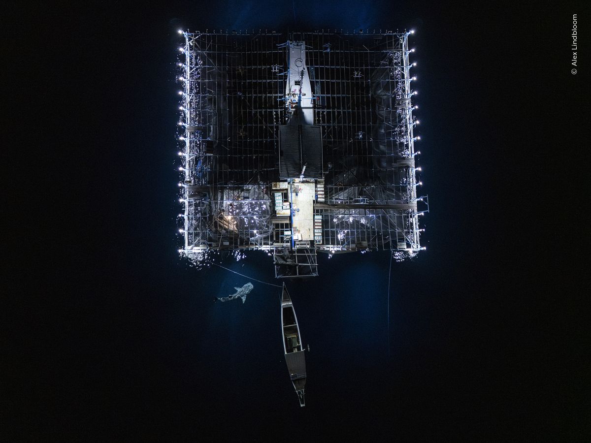 Aerial image of a whale shark investigating the catch of a &lsquo;bagan&rsquo;, or mobile net-fishing platform, in the inky waters off Papua