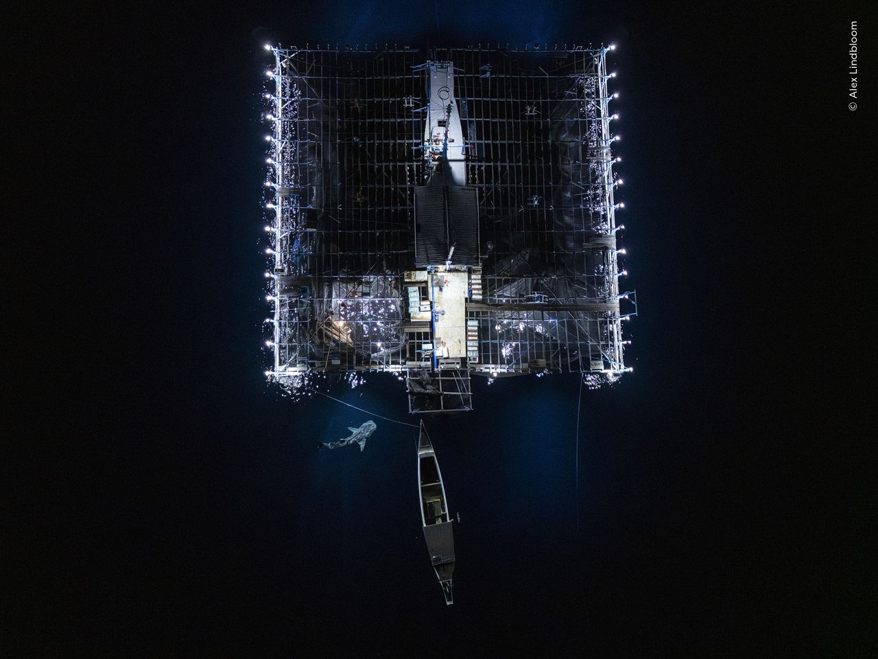 Aerial image of a whale shark investigating the catch of a &lsquo;bagan&rsquo;, or mobile net-fishing platform, in the inky waters off Papua