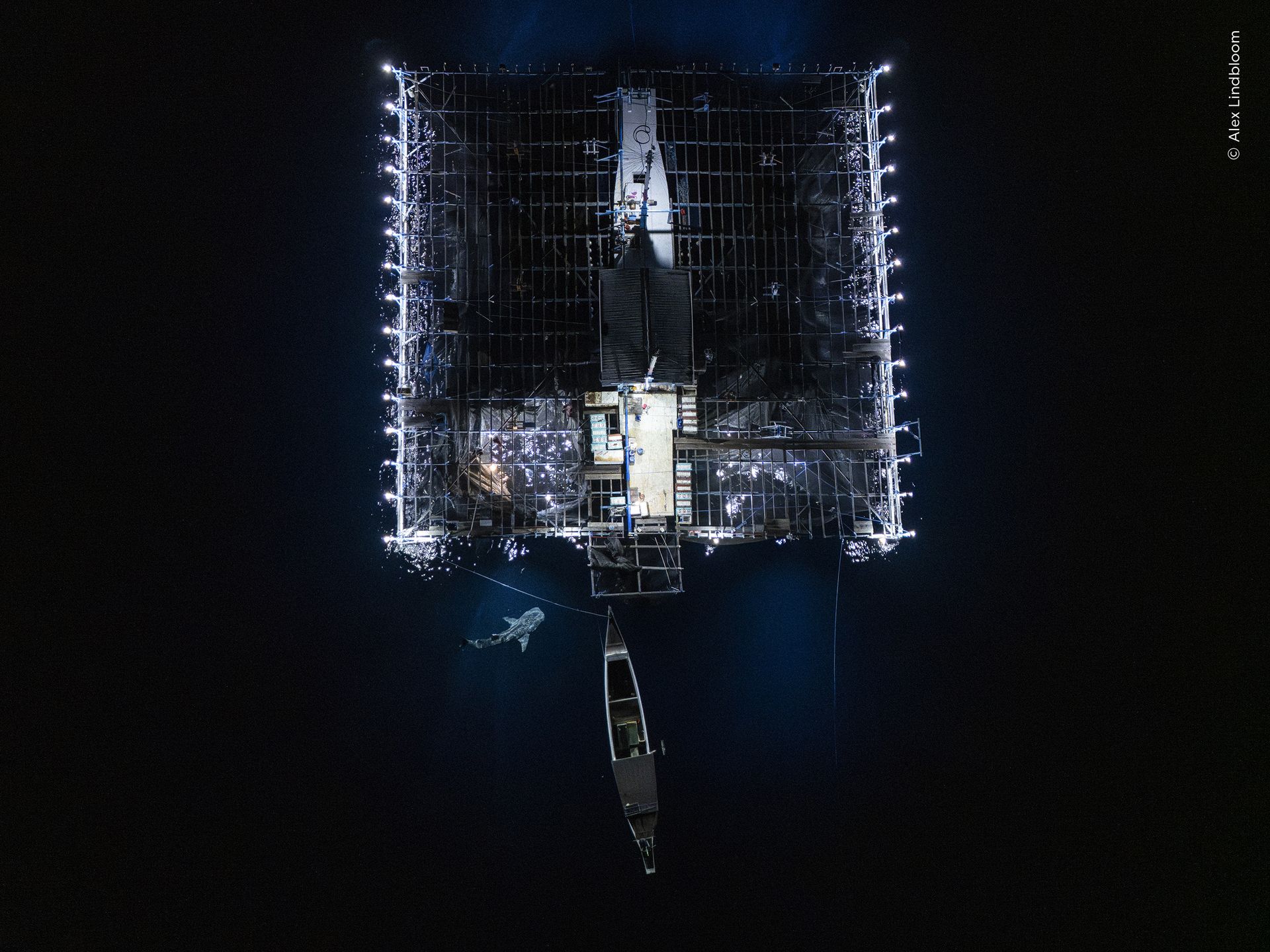 Aerial image of a whale shark investigating the catch of a ‘bagan’, or mobile net-fishing platform, in the inky waters off Papua