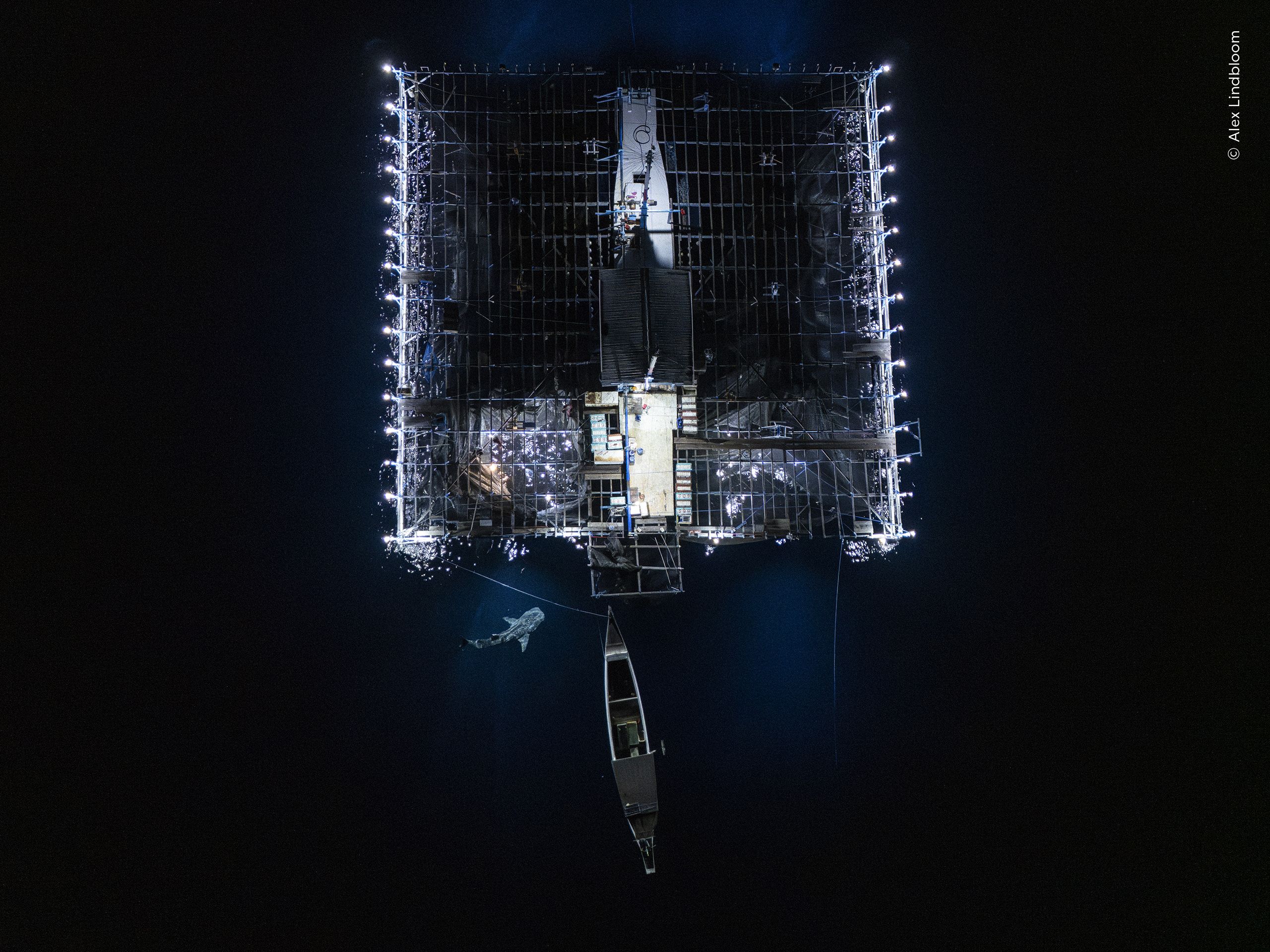 Aerial image of a whale shark investigating the catch of a ‘bagan’, or mobile net-fishing platform, in the inky waters off Papua