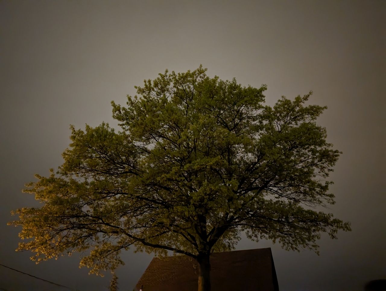 Google Pixel 8 Pro low light sample.