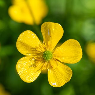 Close up of creeping buttercup flower