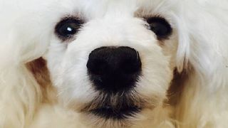 Teacup dog breeds: Teacup Poodle