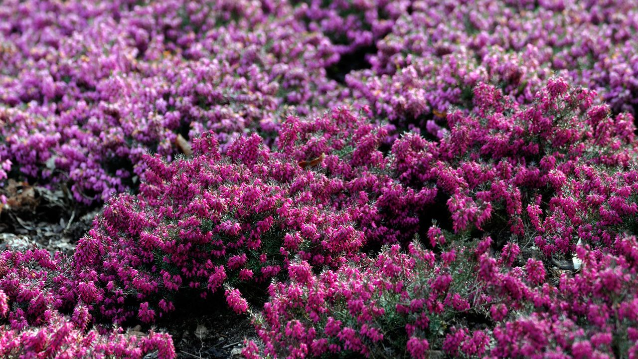 Winter Heaths and Heathers in flower