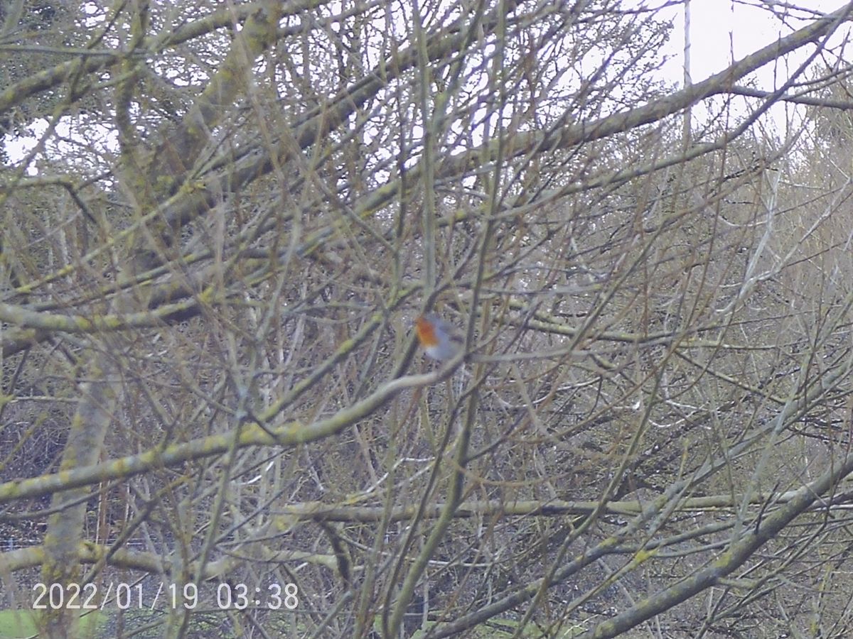 Sample images from the Camonity 12x32 binoculars