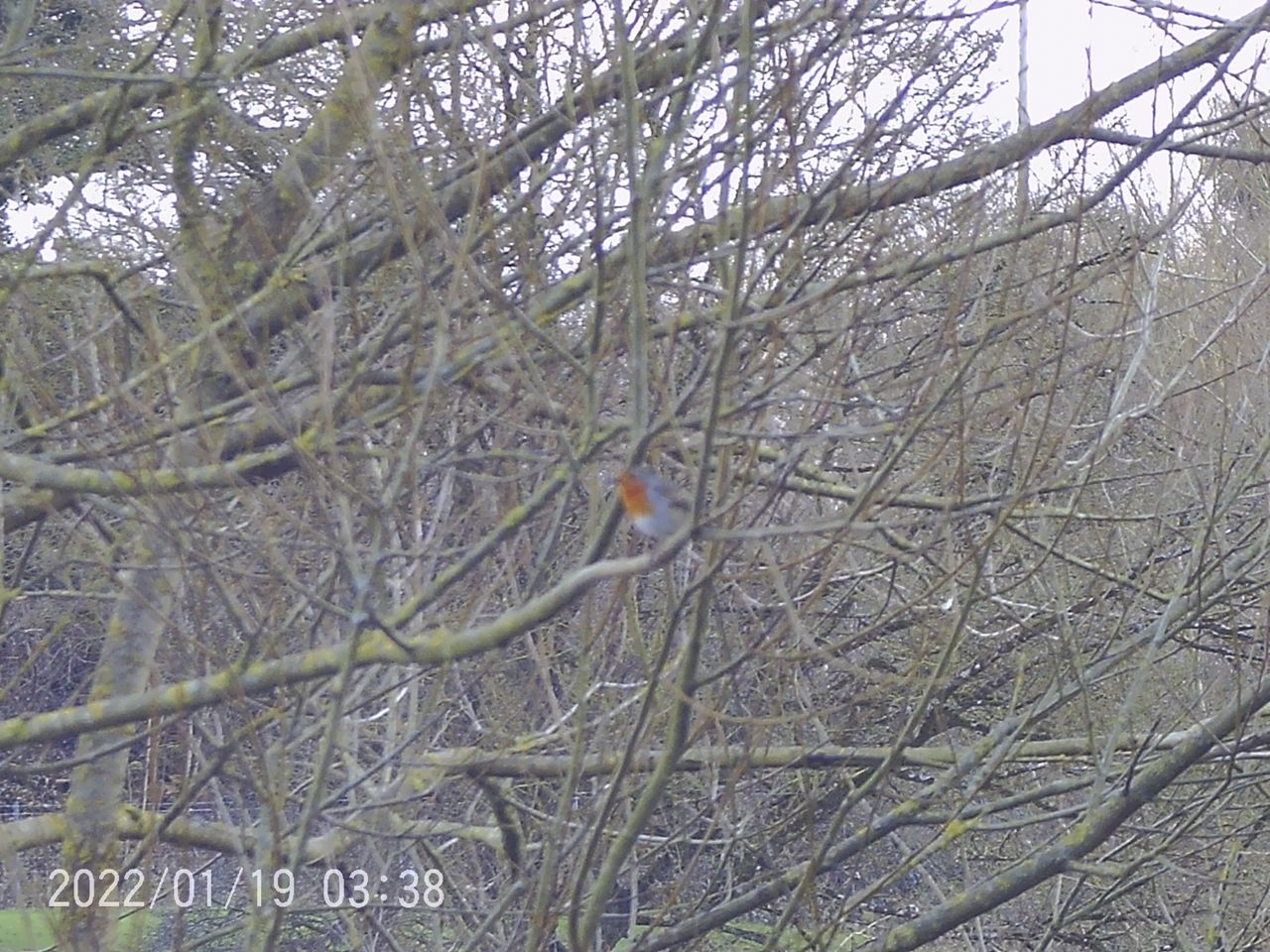 Sample images from the Camonity 12x32 binoculars