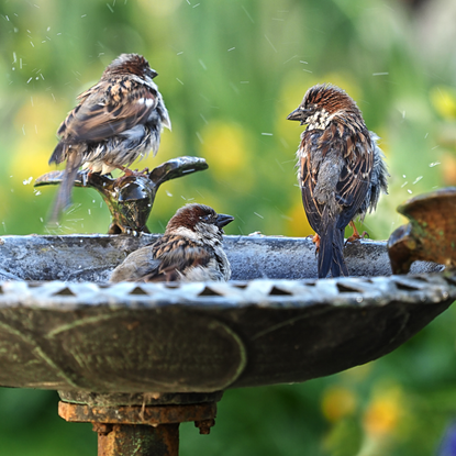 Three sparrows enjoying a bird bath