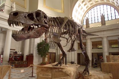 Some collectors pay a high price for dinosaur skeletons. 