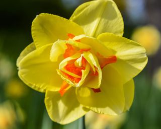 Narcissus 'Tahiti' daffodil flowers