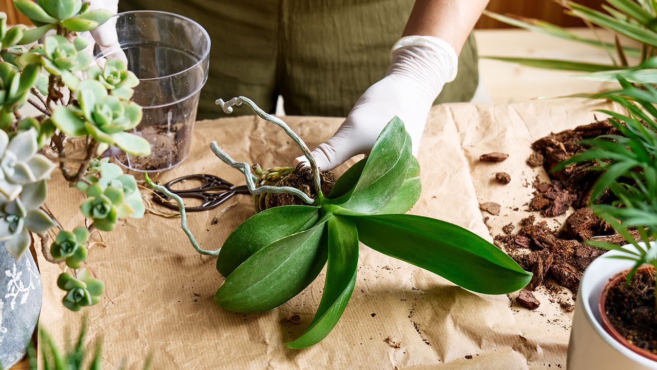 Repotting moth orchid