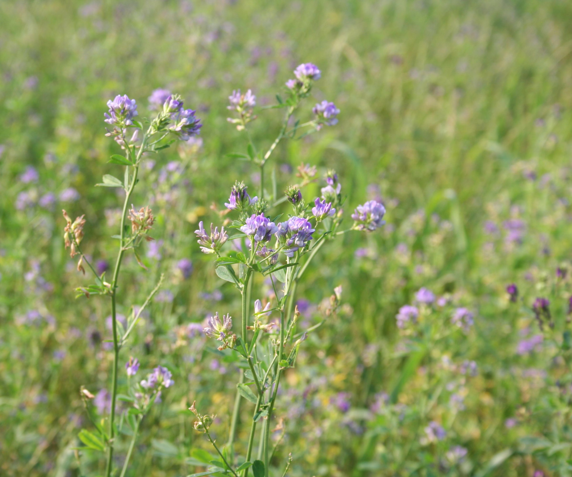 Light purple blooms of alfalfa in a field of cover crops