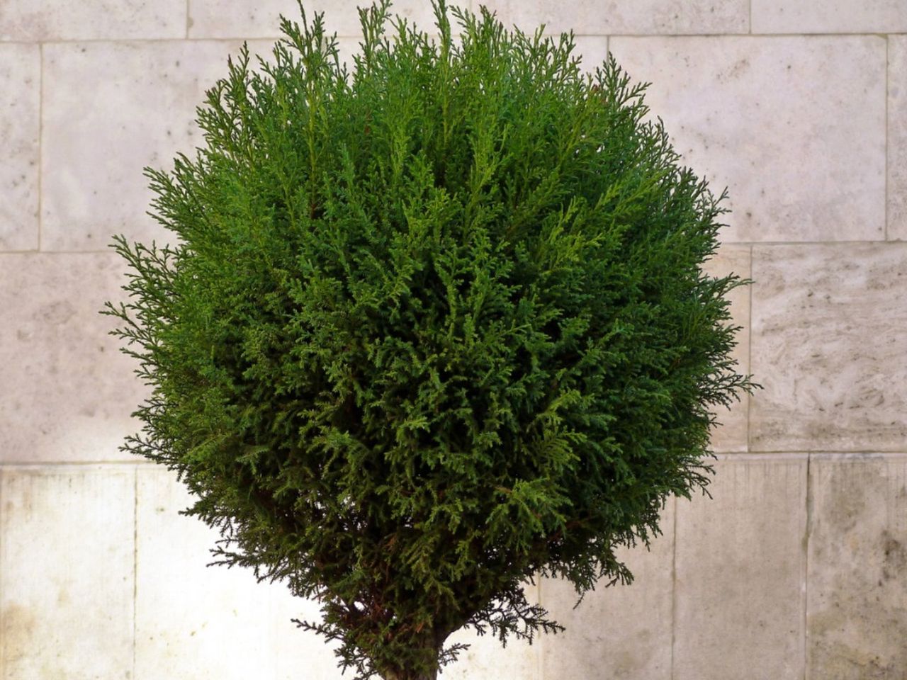 Spherical Juniper Shrub