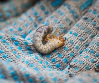 lawn grub, also known as a chafer grub, in the palm of a person's hand who is wearing gardening gloves