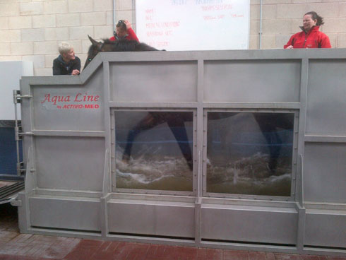 One of Lauren Shannon's horses on a water treadmill