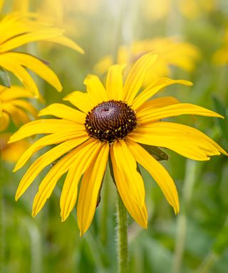 Close up of golden-yellow Rudbeckia with a black centre