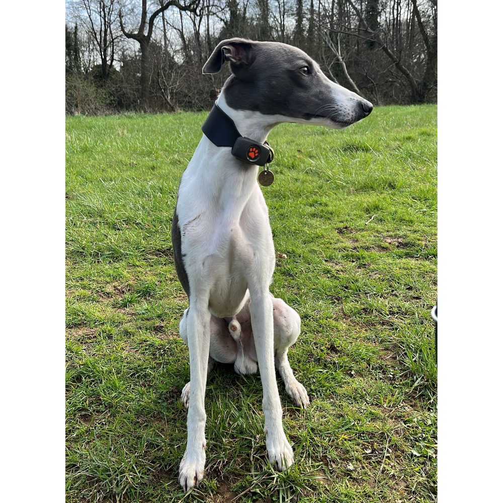 Frank the dog wearing the PitPat Dog GPS Tracker, one of the best pet trackers