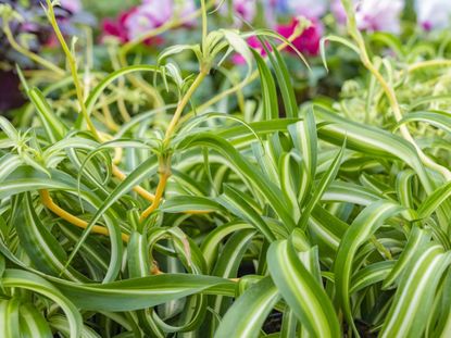 Ready To Prune Spider Plant Leaves