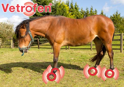 Laminitis-for-web.jpg