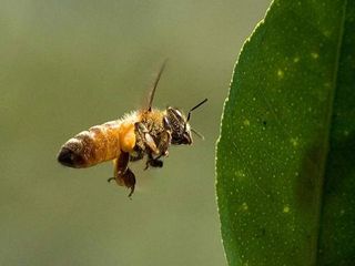 Honeybees are in decline in Europe and North America.