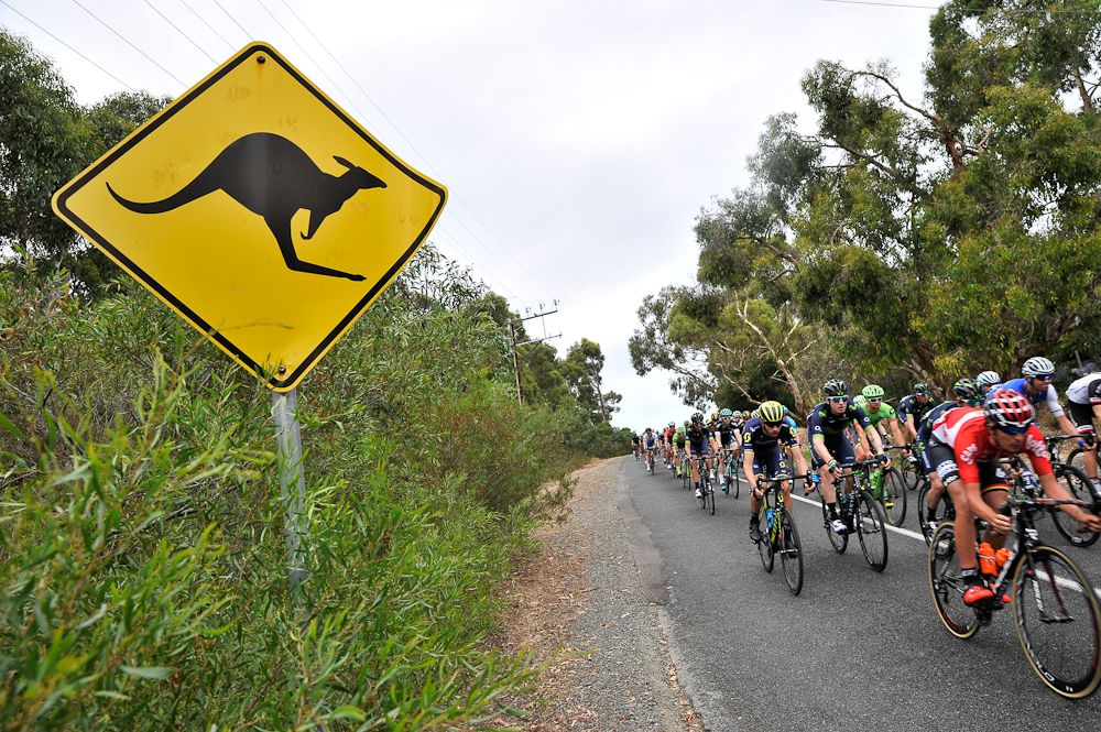 The peloton moves past a kangaroo crossing sign during the second stage of the Tour Down Under