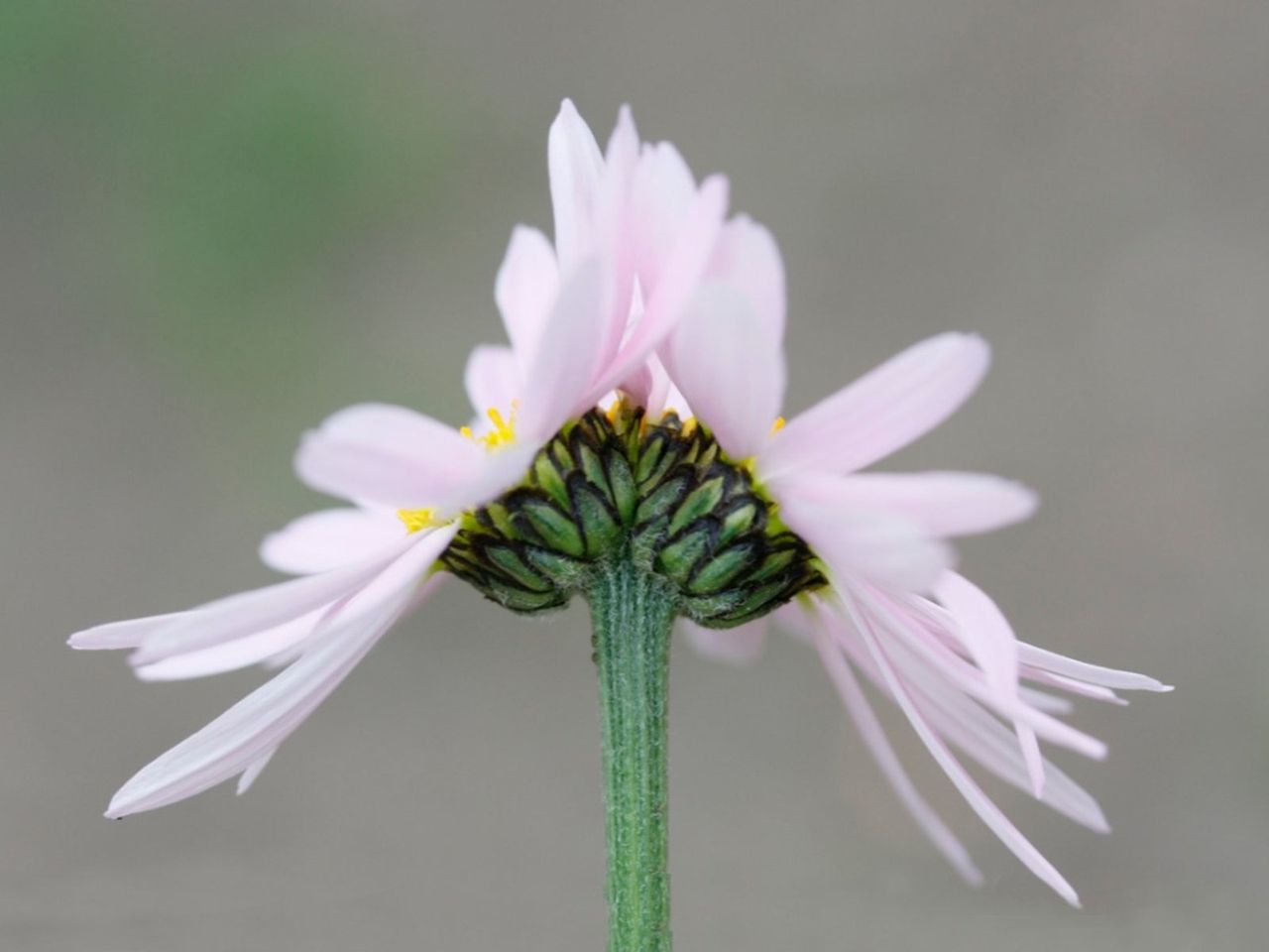 Fasciation In A Flower