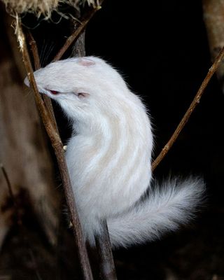 albino Chipmunk