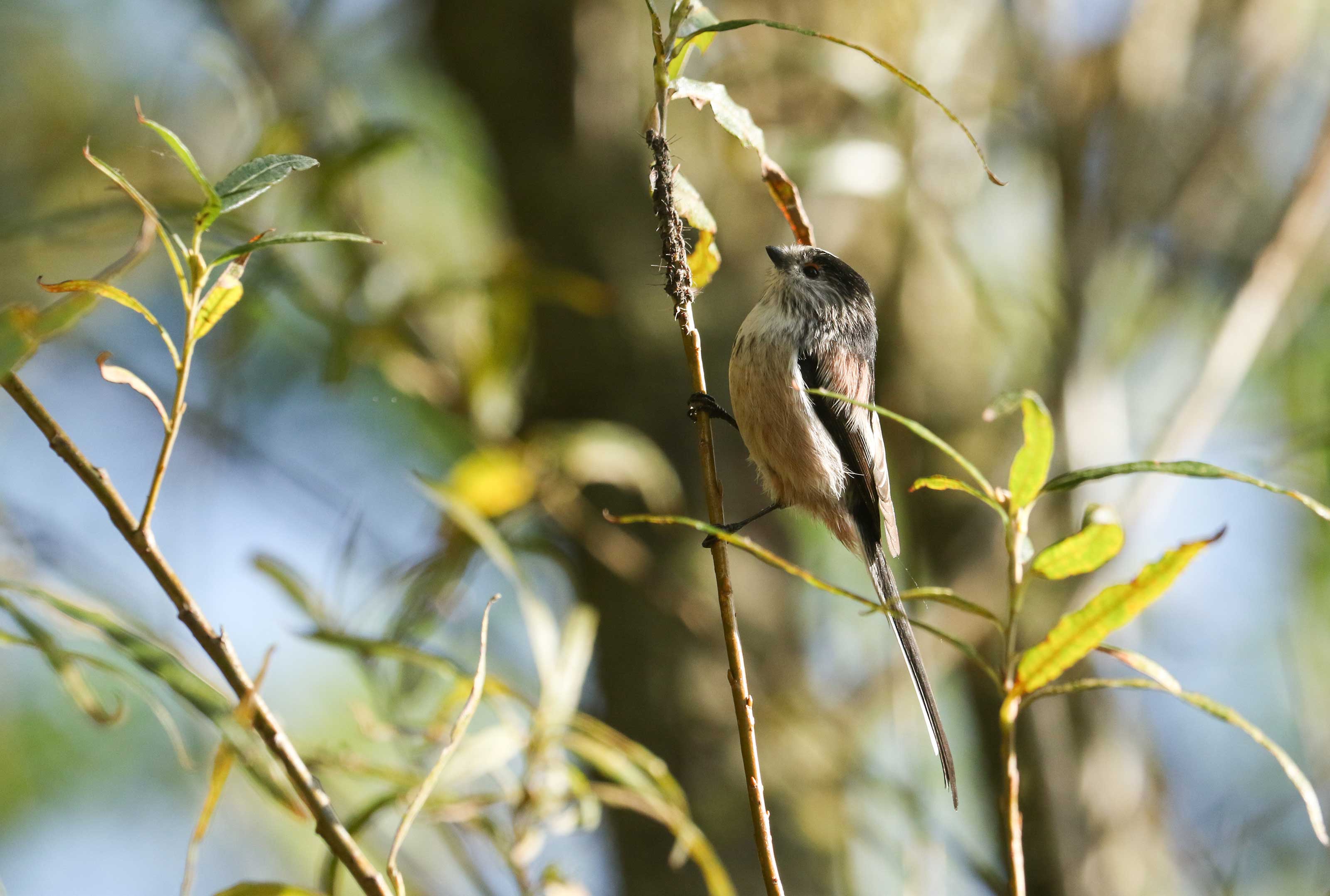 bird in tree eating aphids