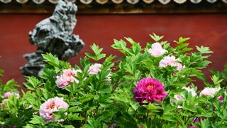 Pink tree peonies growing in a Chinese garden.