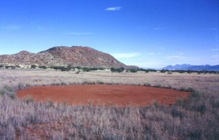 Namibian fairy circles, large, circular patches of barren earth surrounded by grass, have long baffled scientists.