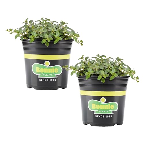 Bonnie Plants Peppermint, Live Plant, 1 Gal., 2-Pack