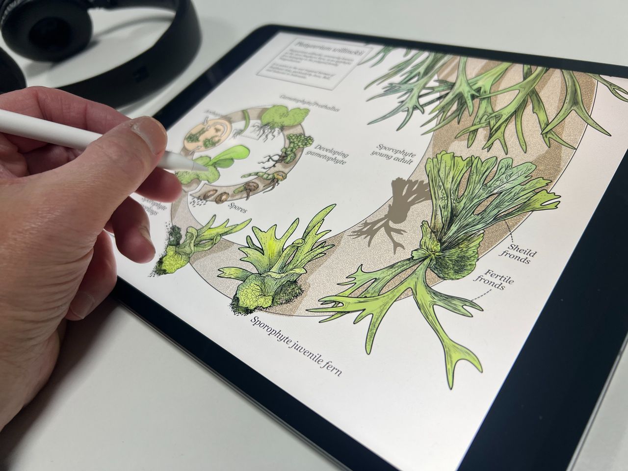 iPad Air images