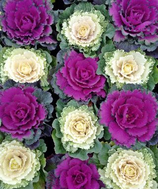Purple and white ornamental cabbages