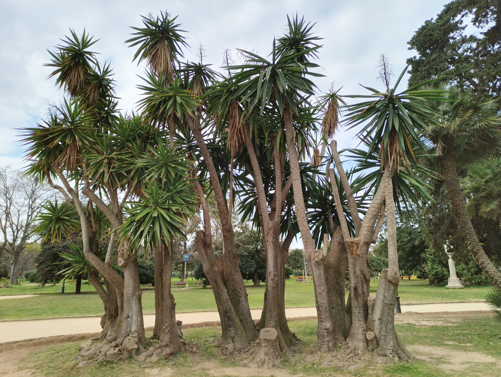 A cluster of tall, spiky-leaved yucca trees with thick, light-colored trunks grows on a grassy lawn under a cloudy sky.
