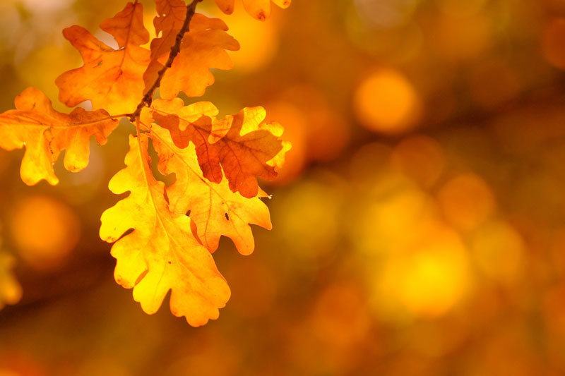 Image Gallery: A Rainbow of Fall Leaves | Live Science