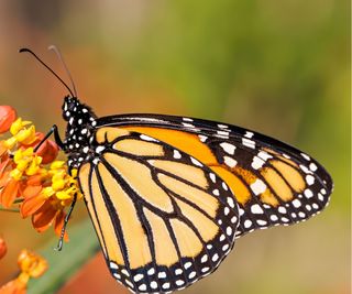 Monarch butterfly feeding on nectar in a flower
