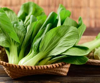 freshly harvested bok choy in basket